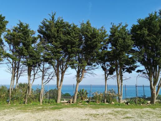 Blick aus dem BONSAI