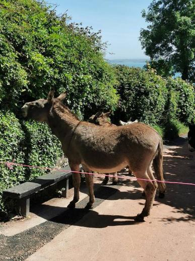 in Clovelly