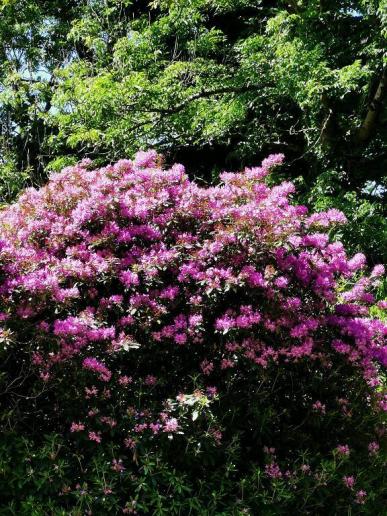 Court Gardens (Garten eines Herrenhauses)