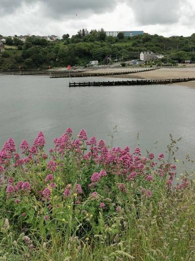 in Fishguard