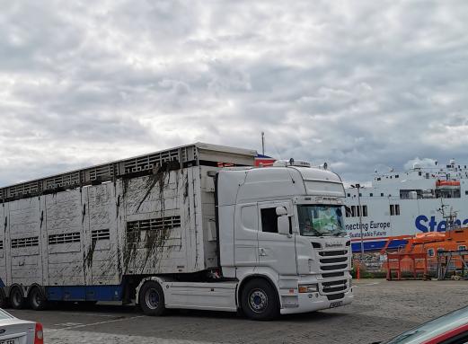 Am Hafen von Rosslare in Irland (Tiertransport)