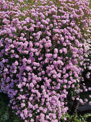 und schöne Blumen