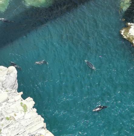 beim Mizen Head, Seehunde