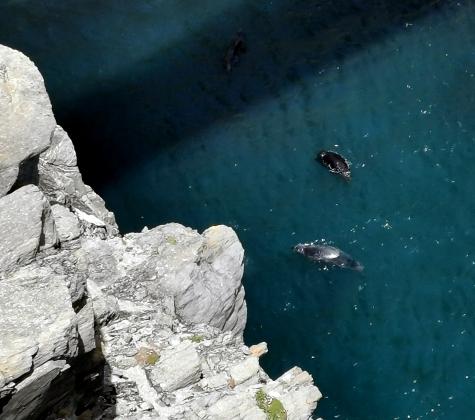 beim Mizen Head, Seehunde