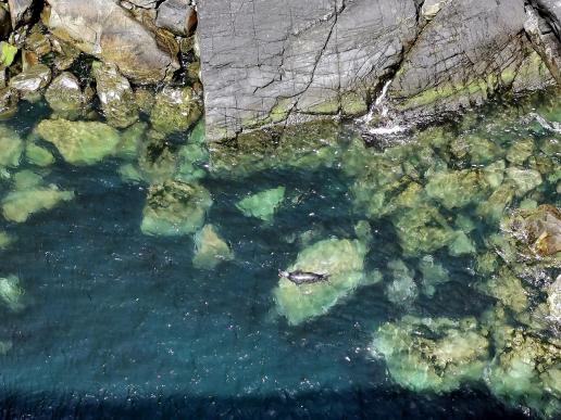 Seehunde beim Mizen Head