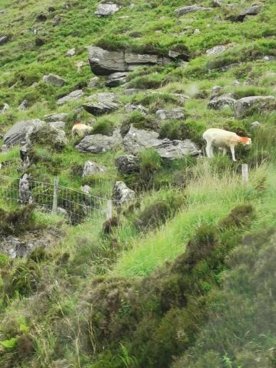 unterwegs auf dem „Ring of Kerry“