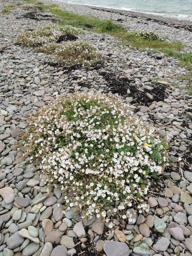 in Cromane, am steinigen Strand