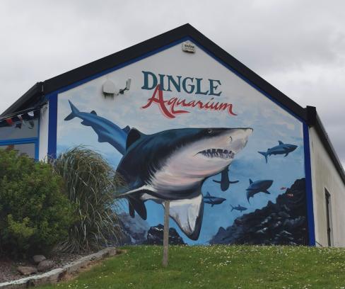 in Dingle