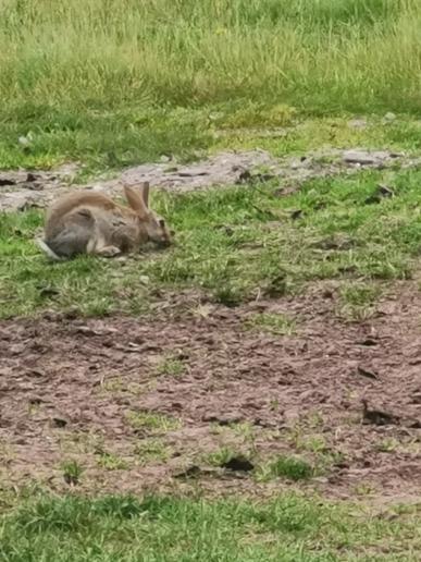 hatte es sehr viele wilde Kaninchen