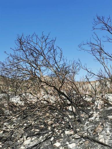 viele Wälder sind verbrannt