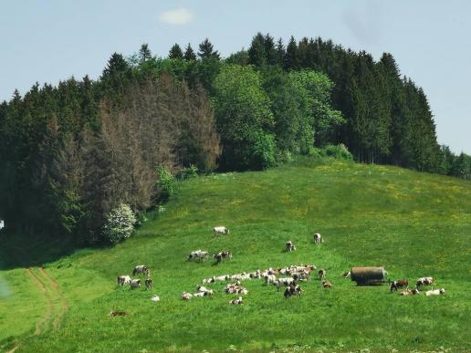 unterwegs im franz. Jura