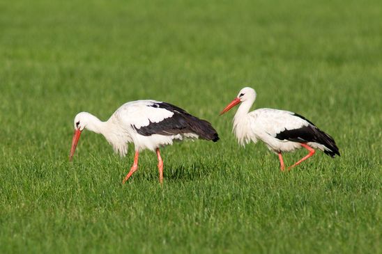 beim Vogelpark von Villars-les-Dombes 